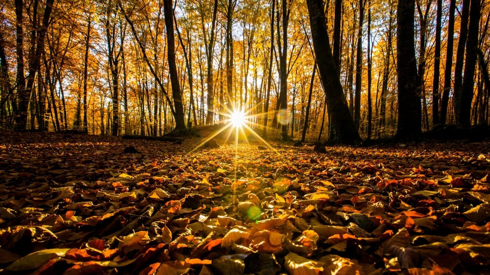 Гороскоп с 17 по 23 ноября 2025