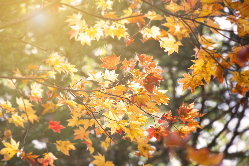 Гороскоп на ноябрь 2025