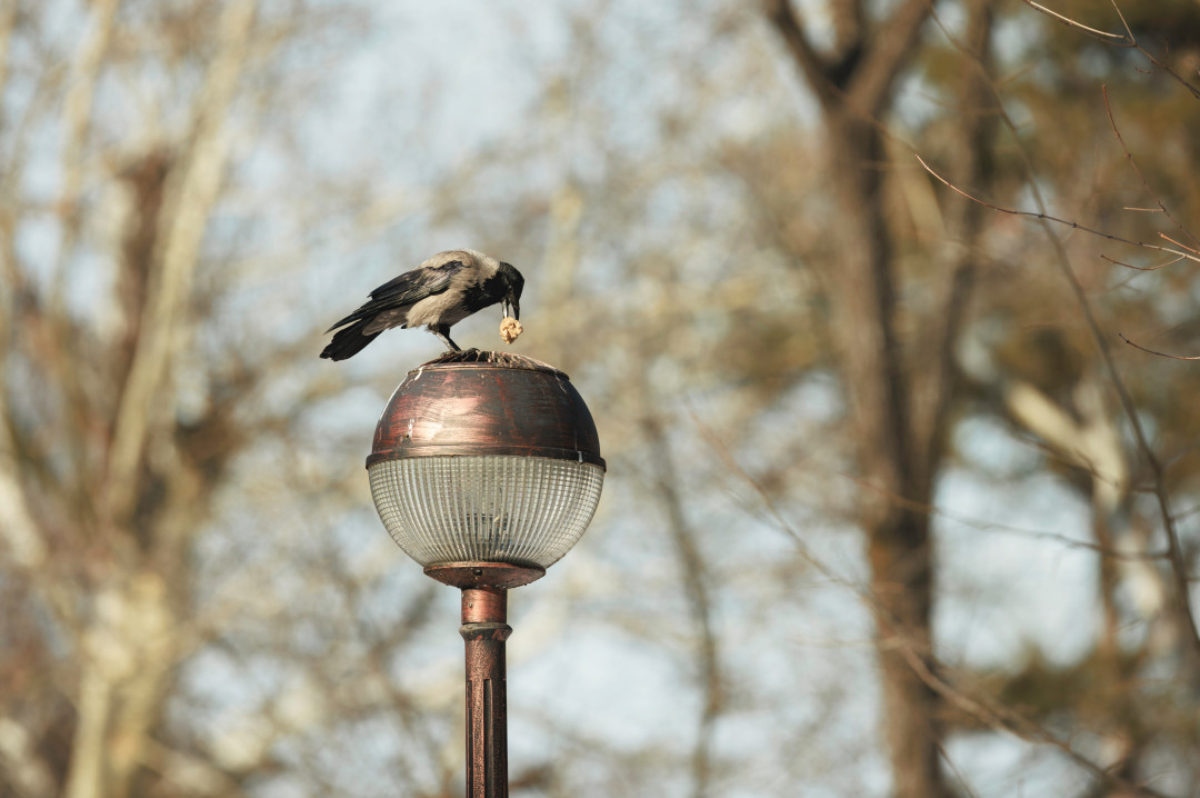 «Теория птиц» TikTok