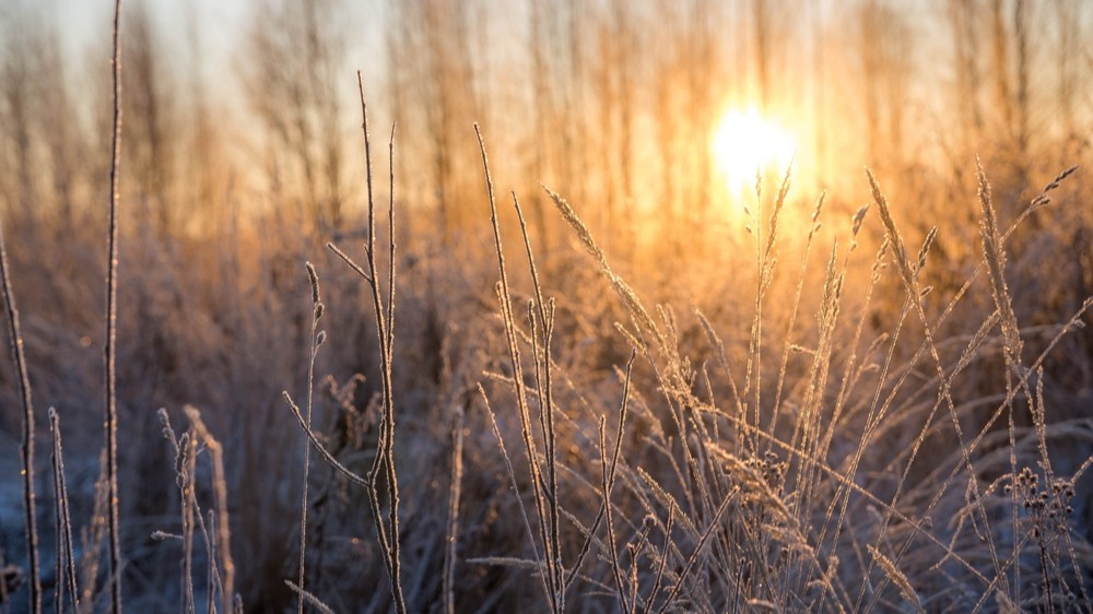 гороскоп с 8 по 14 декабря 2025