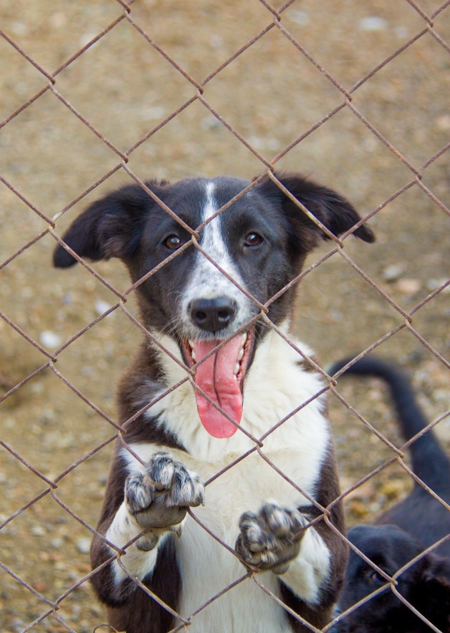 Не про жалость, а про ответственность: зачем Алматы говорит о Дне бездомных животных