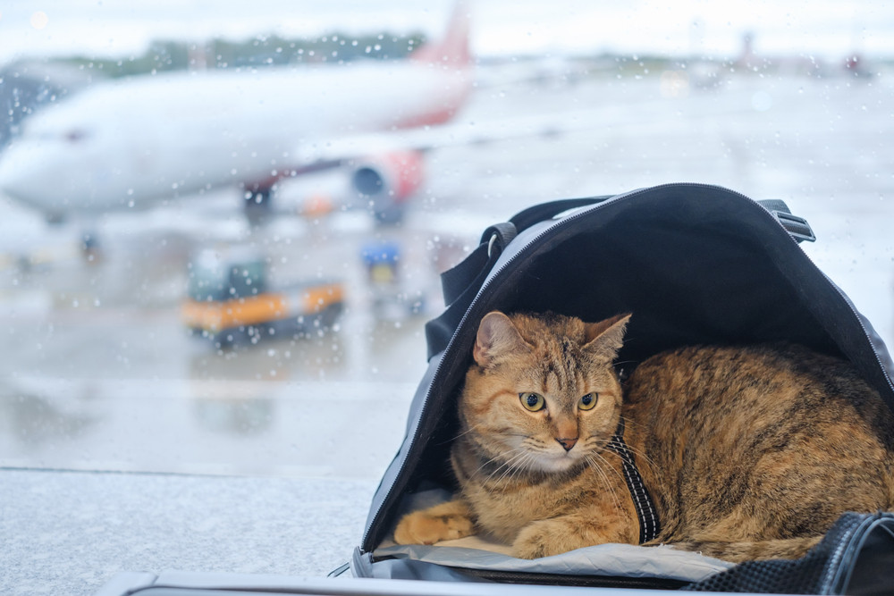 Кошка в аэропорту