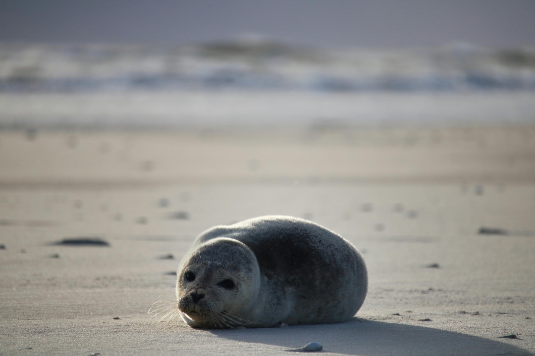 seal-lying-on-the-shore-image