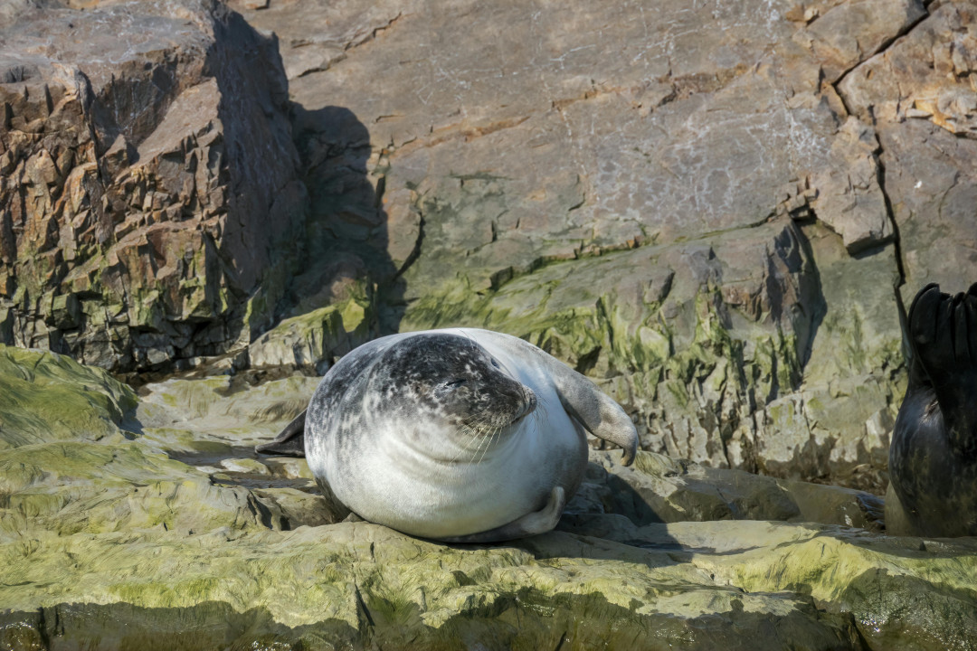 seal-resting-on-coastal-rocks-image