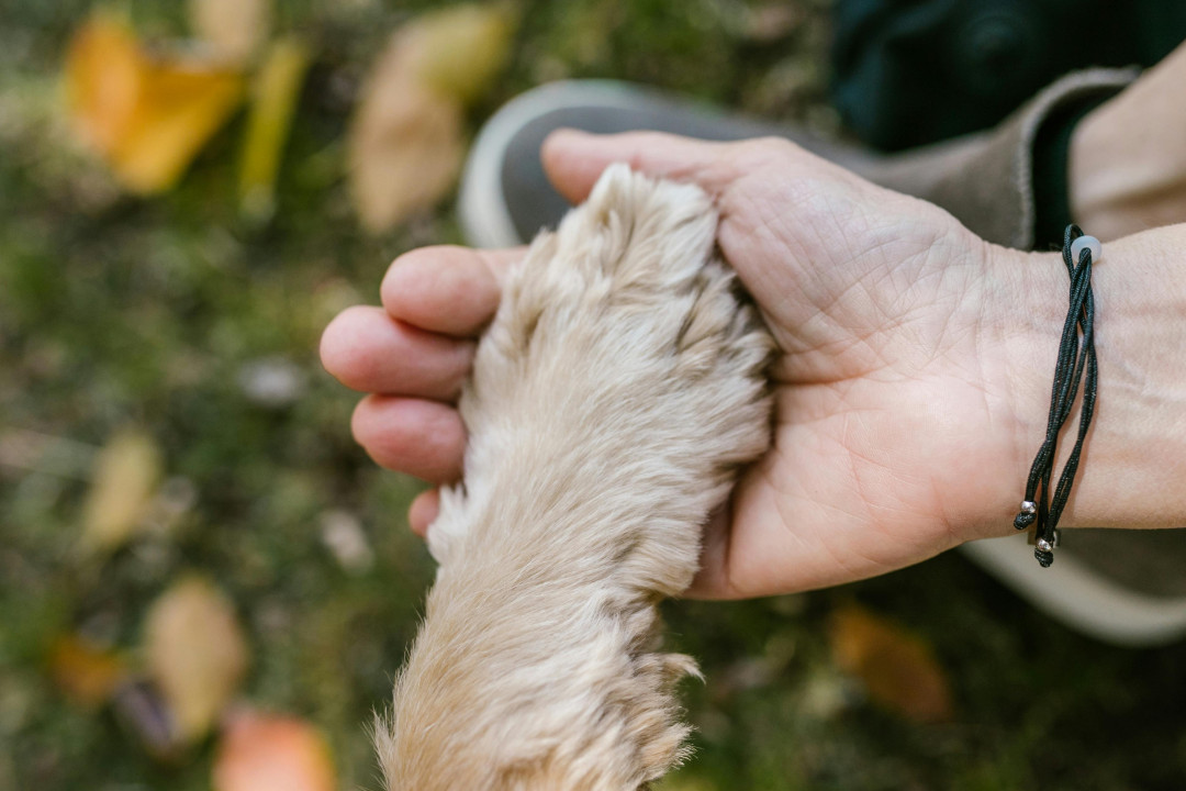 dog-paw-in-human-hand-image
