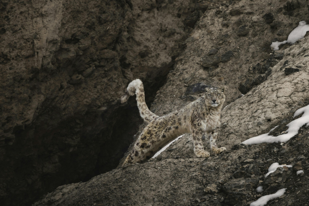 snow-panther-with-cubs-in-mountains-image