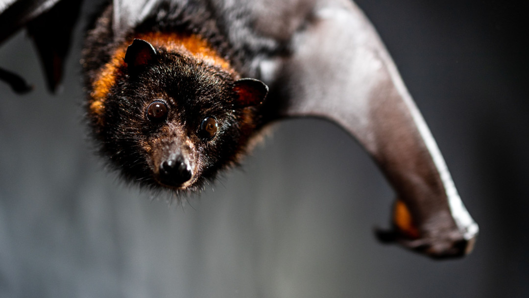 Фото: Shutterstock