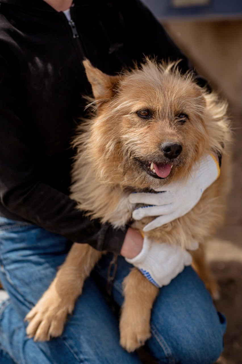 Не про жалость, а про ответственность: зачем Алматы говорит о Дне бездомных животных