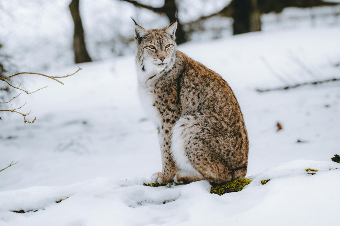 lynx-on-snow-image