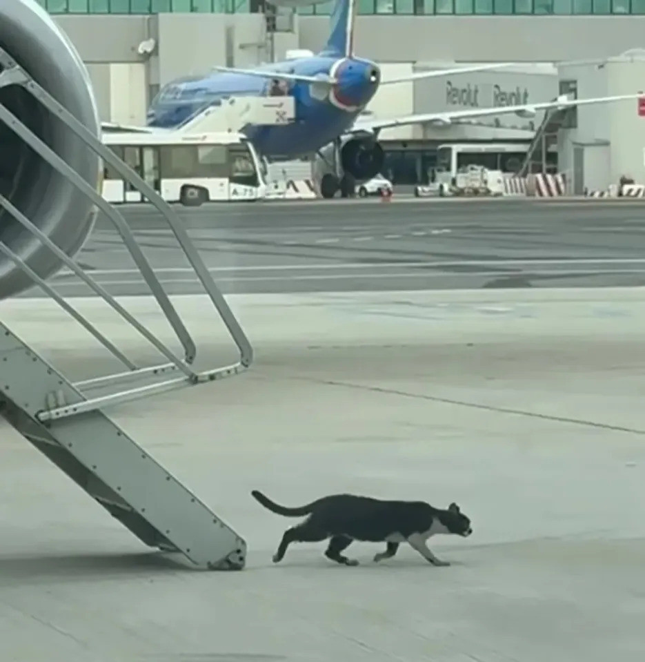 Кошка стала причиной отмены авиарейса 