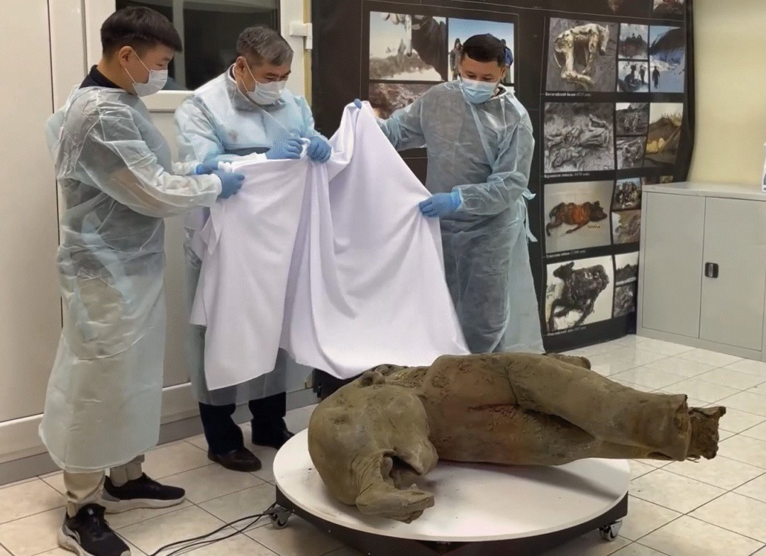 Источник изображения: t.me/svfunews