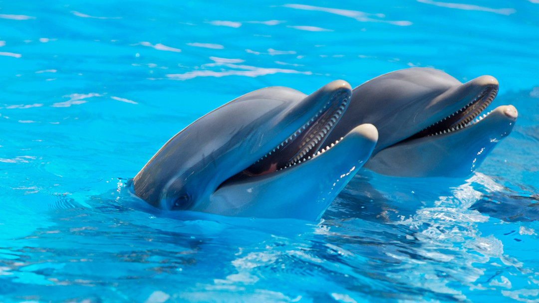 two-dolphins-swimming-together-image
