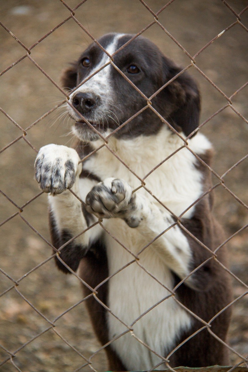 Не про жалость, а про ответственность: зачем Алматы говорит о Дне бездомных животных