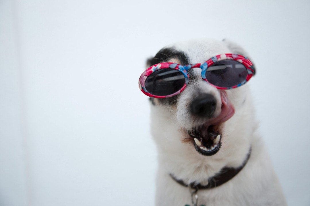 dog-wearing-sunglasses-image