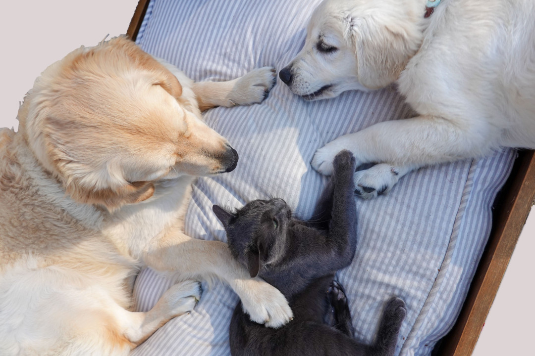 two-dogs-and-cat-lying-on-bed-image