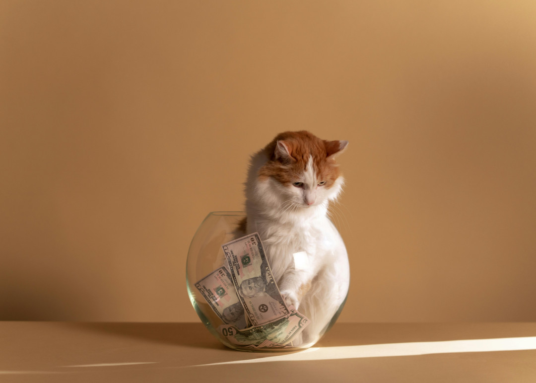 cat-sitting-in-glass-bowl-with-dollar-bills-image