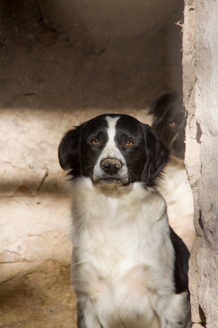 Не про жалость, а про ответственность: зачем Алматы говорит о Дне бездомных животных
