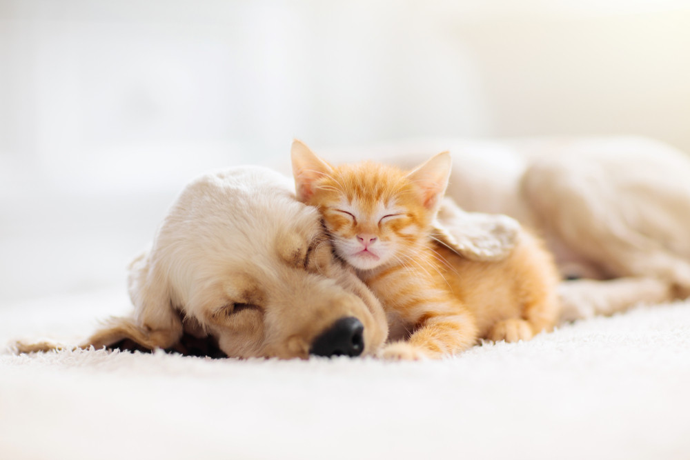 Фото: Shutterstock
