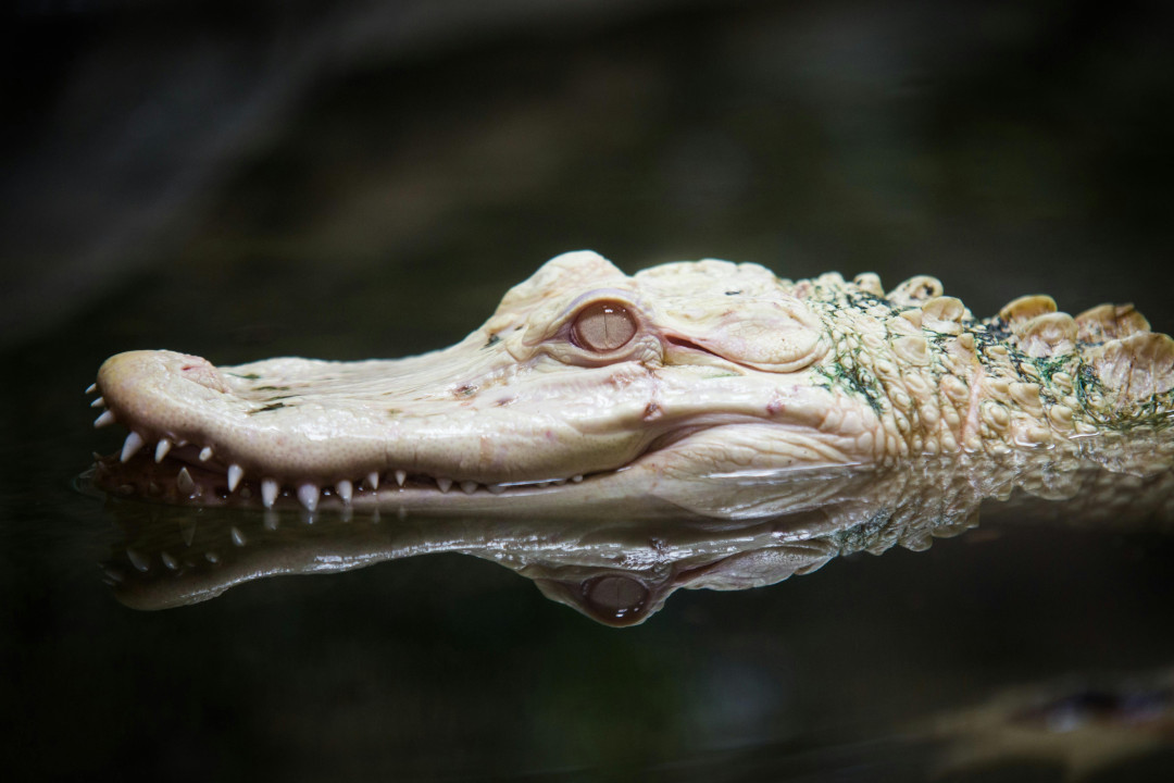 crocodile-floating-in-water-image