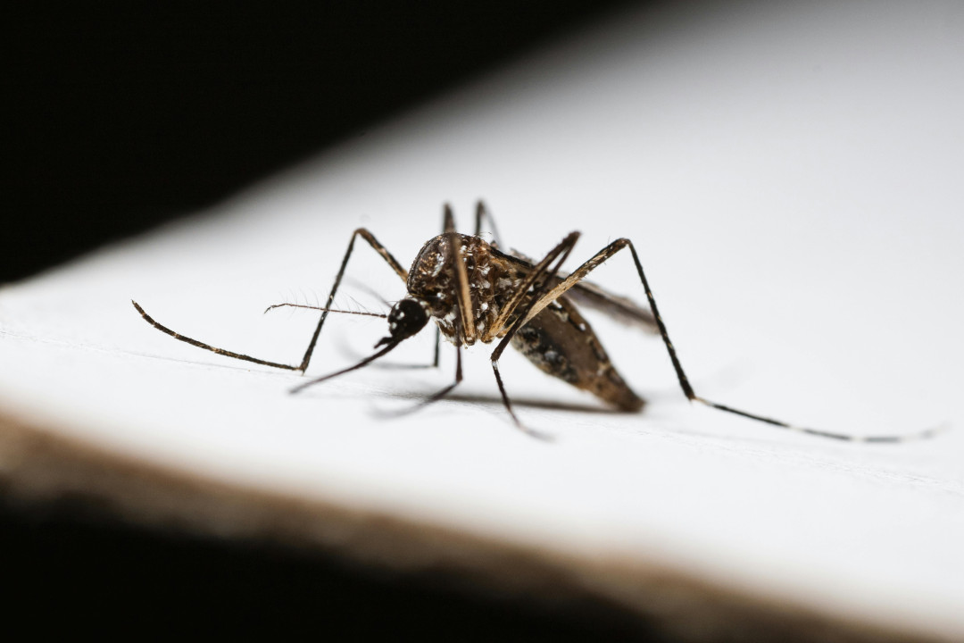 mosquito-on-surface-image
