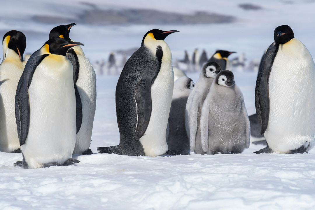 emperor-penguins-close-up-antarctica-image