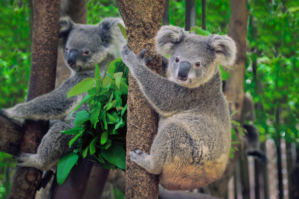 Фото: Shutterstock