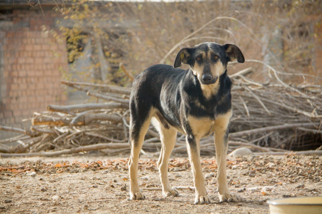 dog-in-the-city-image