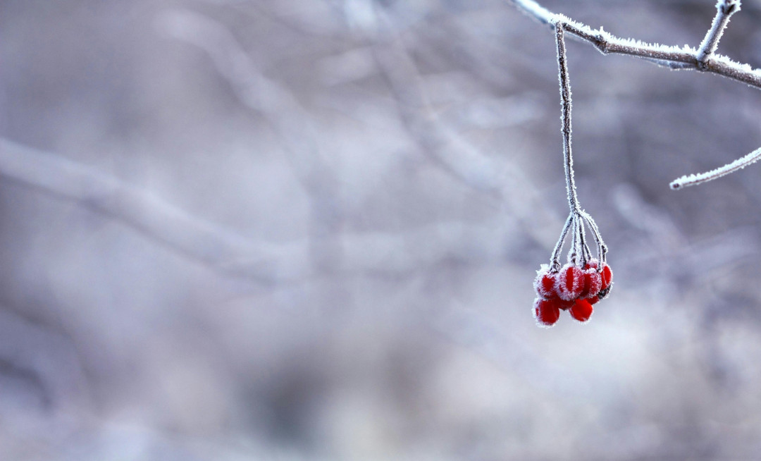 frozen-rowan-berry-on-winter-branch-image