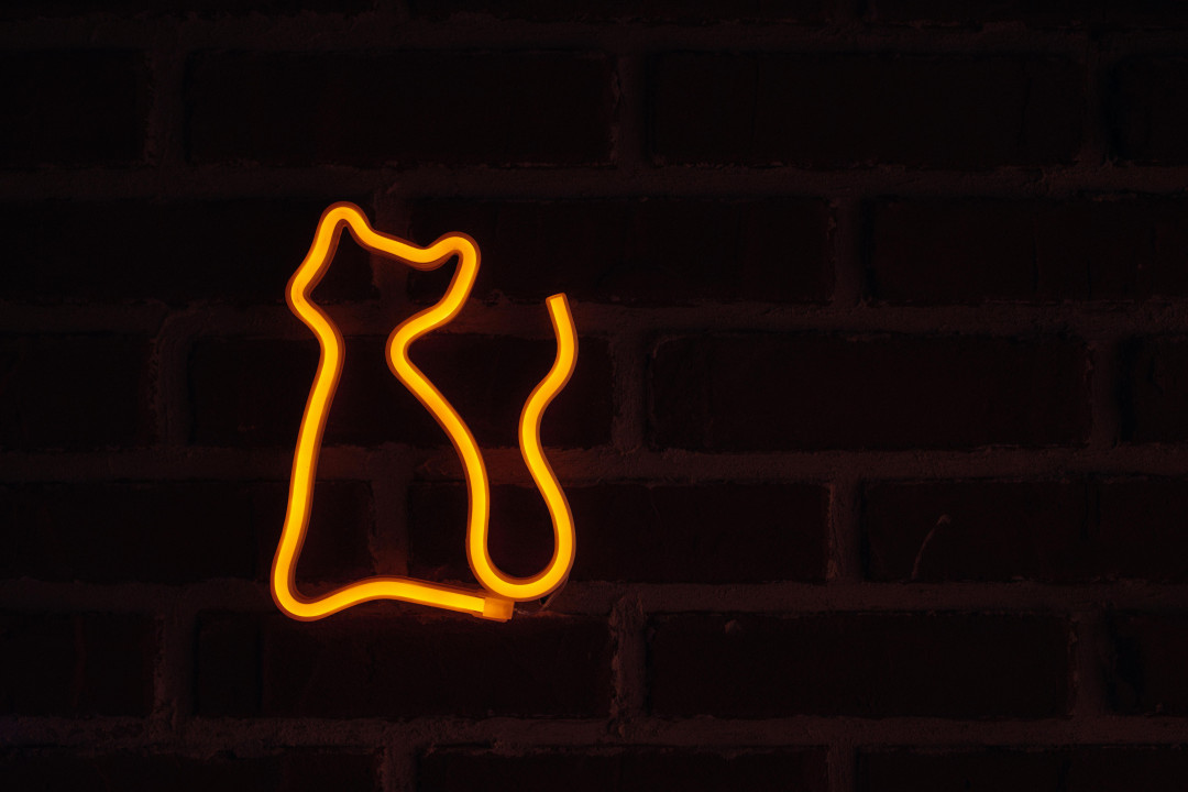 cat-silhouette-led-lights-night-glow-image