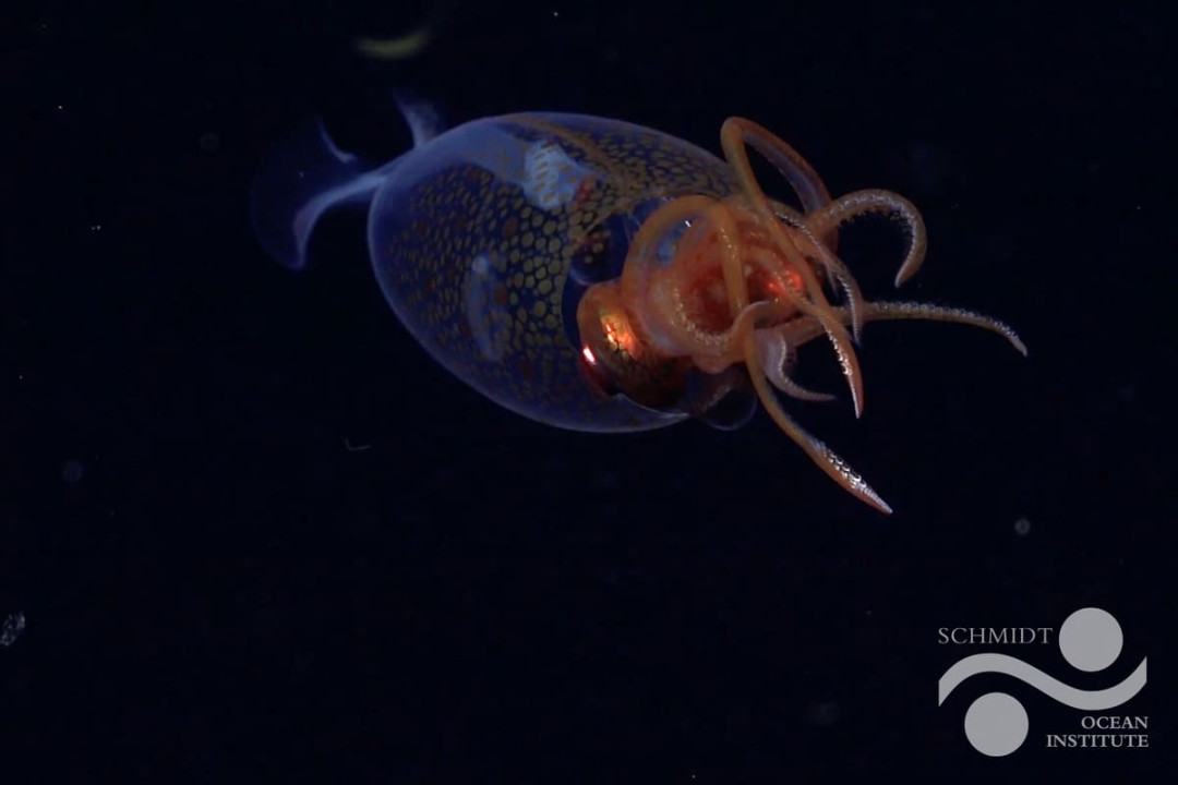 Фото: Schmidt Ocean Institute