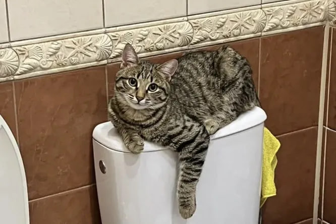 Кот