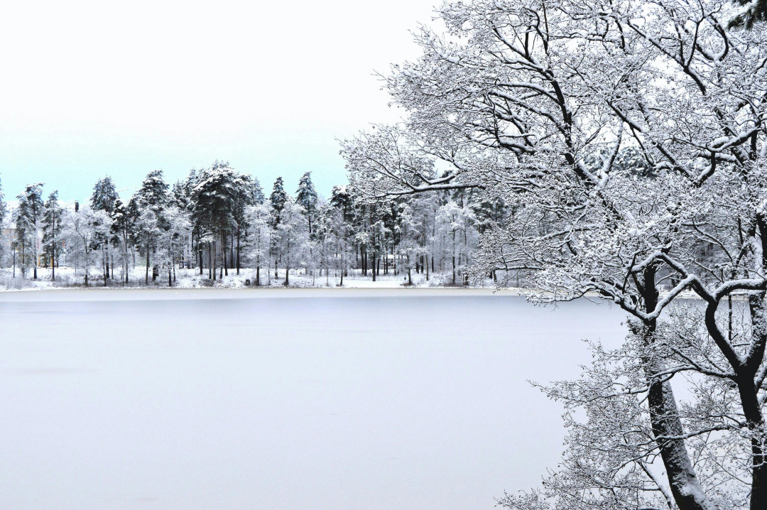 snow-covered-forest-winter-landscape-image