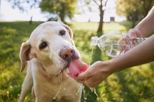 Фото: Shutterstock