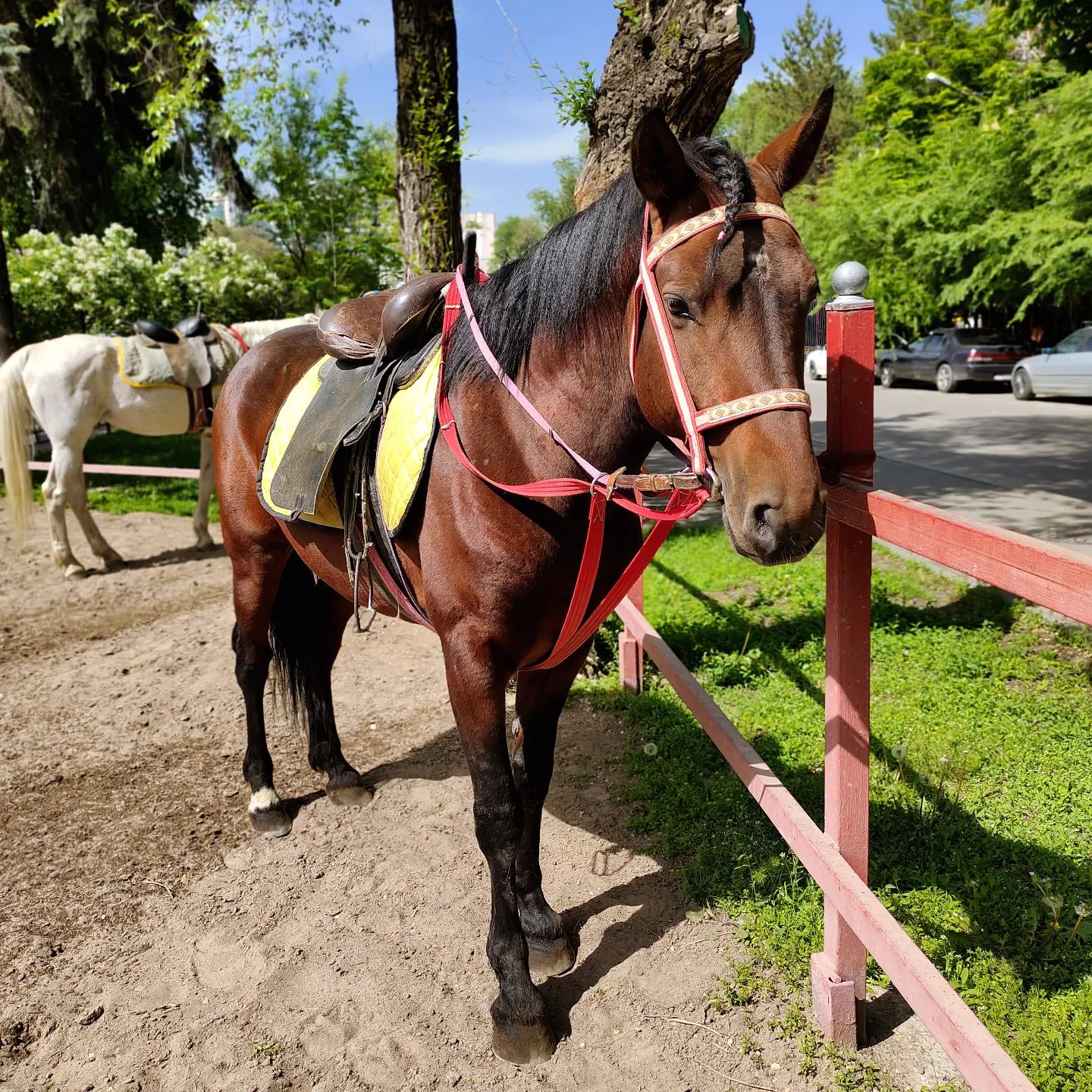 Где можно покататься на лошадях в Алматы и Астане?
