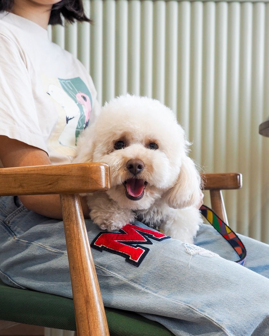 Dog-friendly заведения в Алматы и Астане, куда пускают с собаками