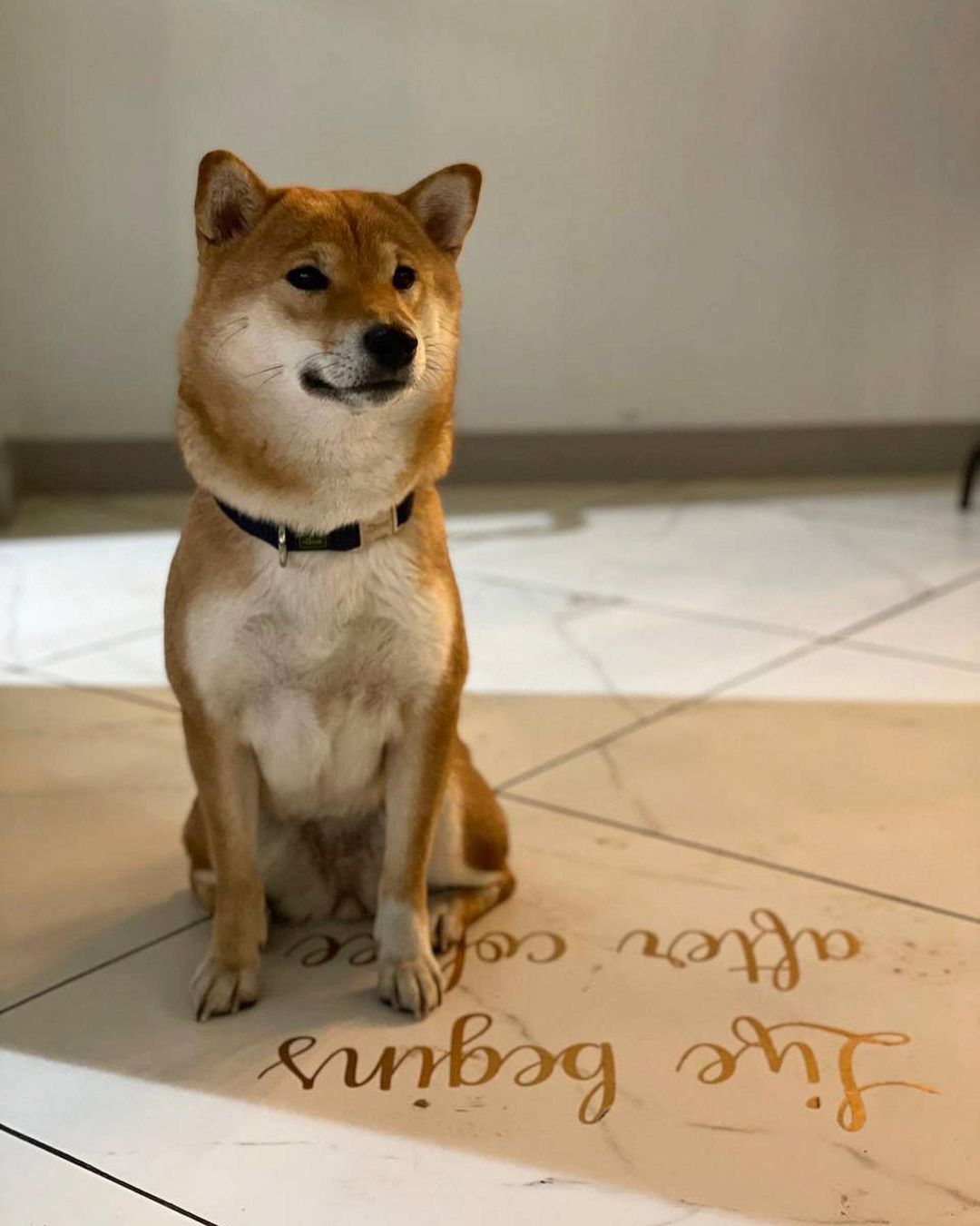 Dog-friendly заведения в Алматы и Астане, куда пускают с собаками