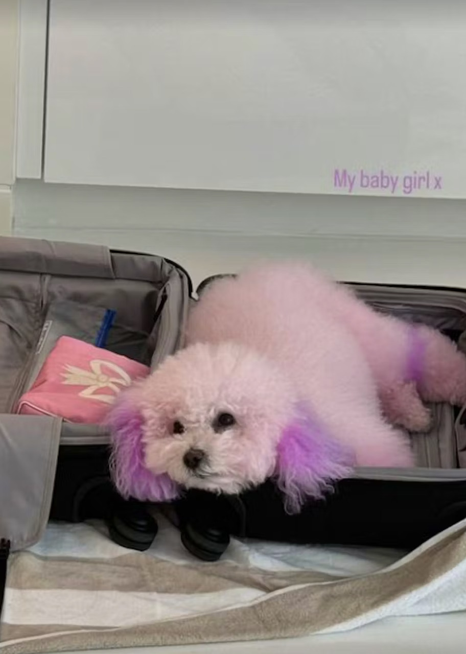 Никола Пельтц-Бекхэм окрасила собаку