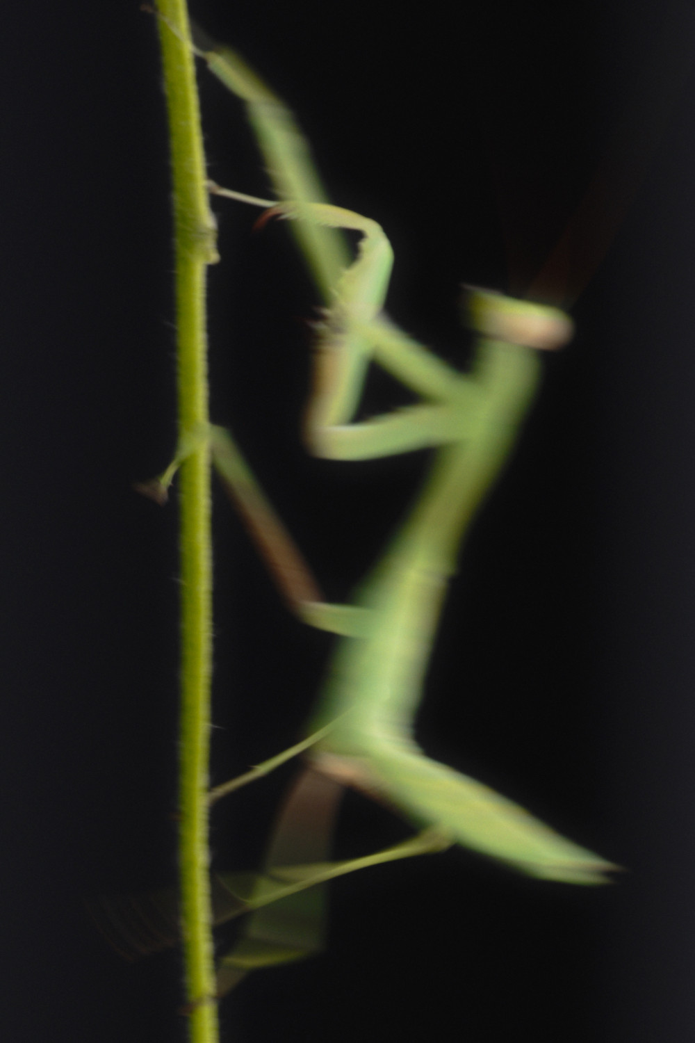 LIMÉ ароматы