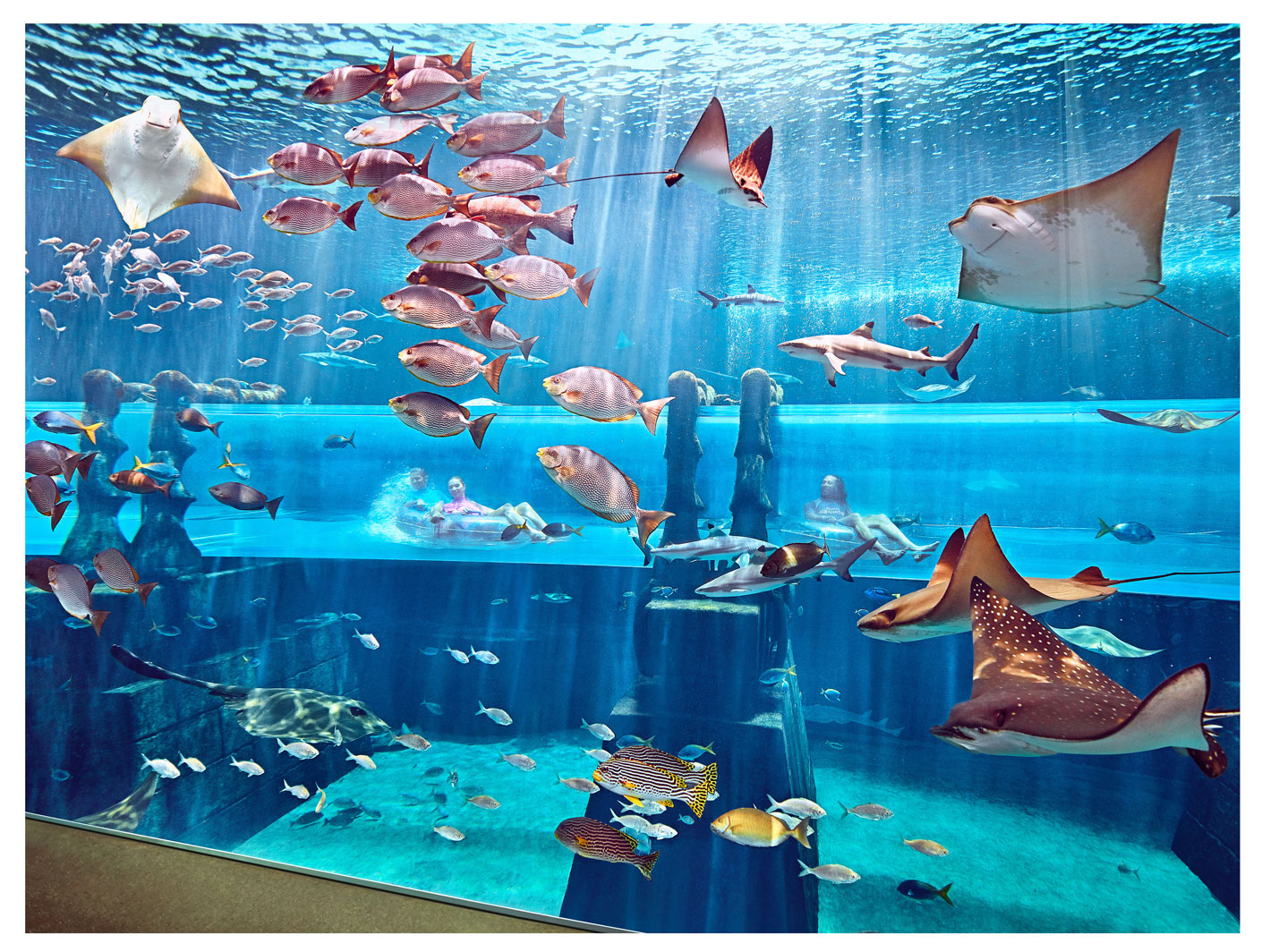 Atlantis, The Palm: в отпуск всей семьей — в мир океанских приключений