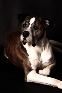 Скотт Реддинг мотогонки шлем пес на шлеме