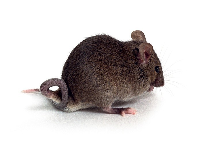 НЕОТЛОЖНЫЕ НУЖДЫ