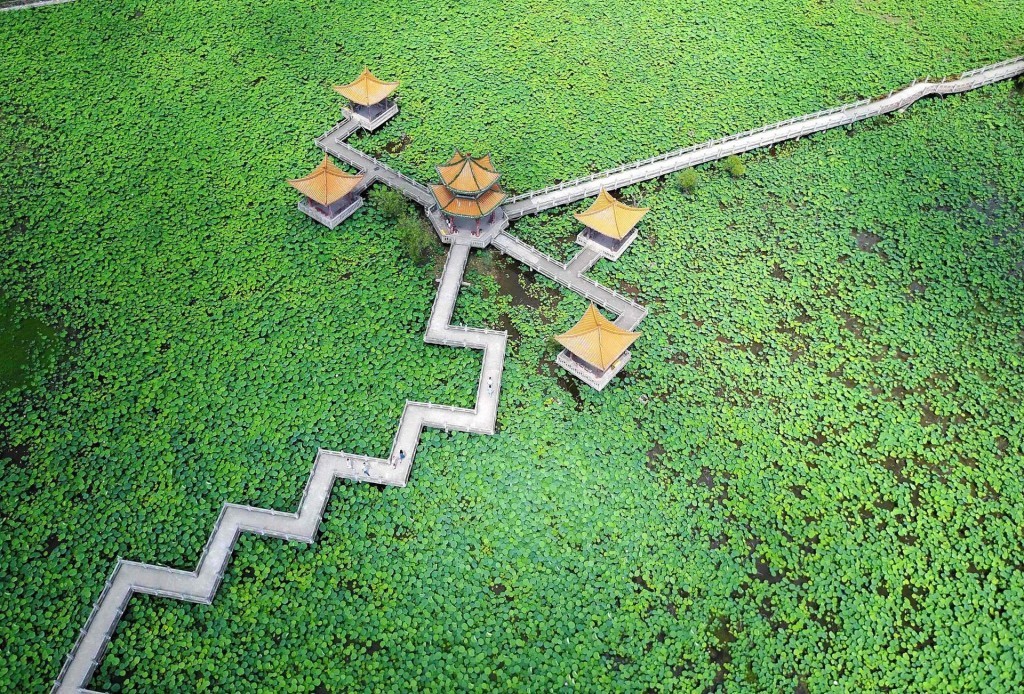 Лотос по ветру