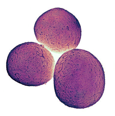 ПОИСКОВЫЕ СИСТЕМЫ