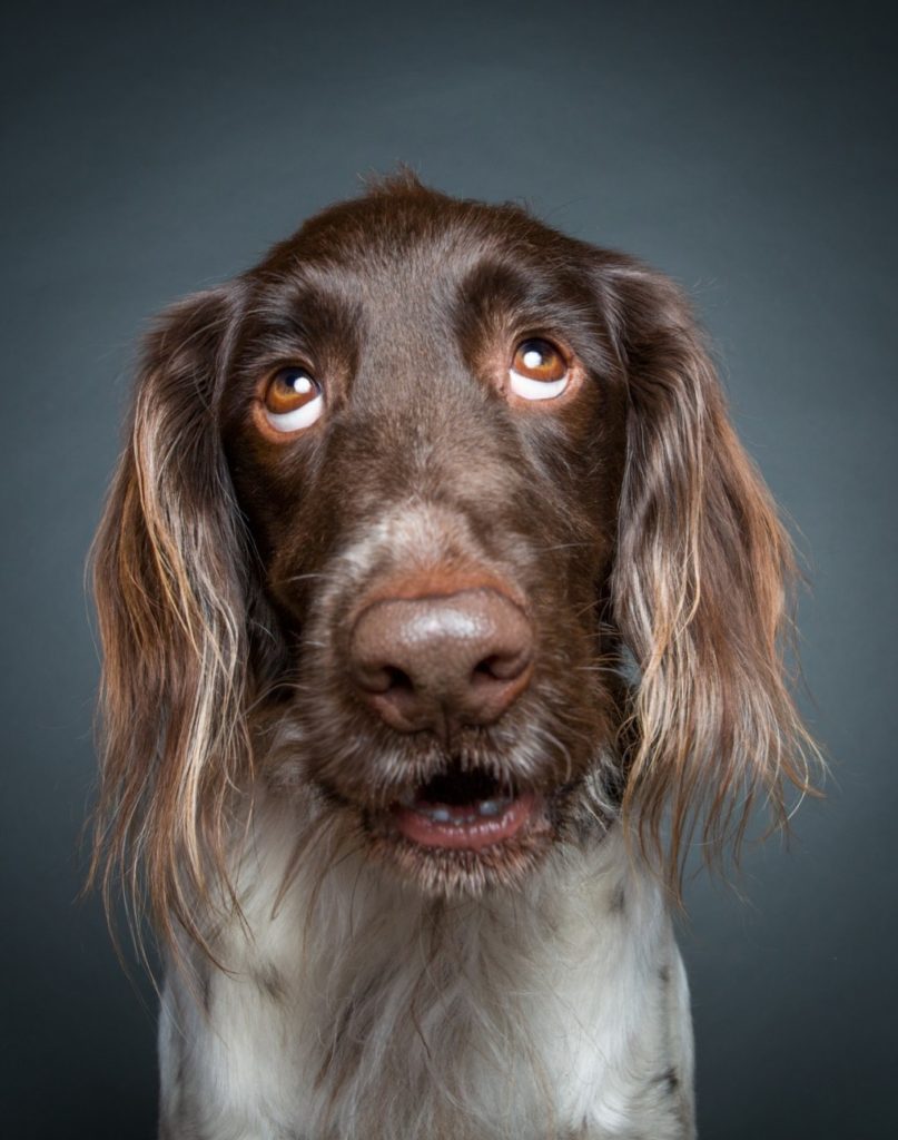 собачьи эмоции