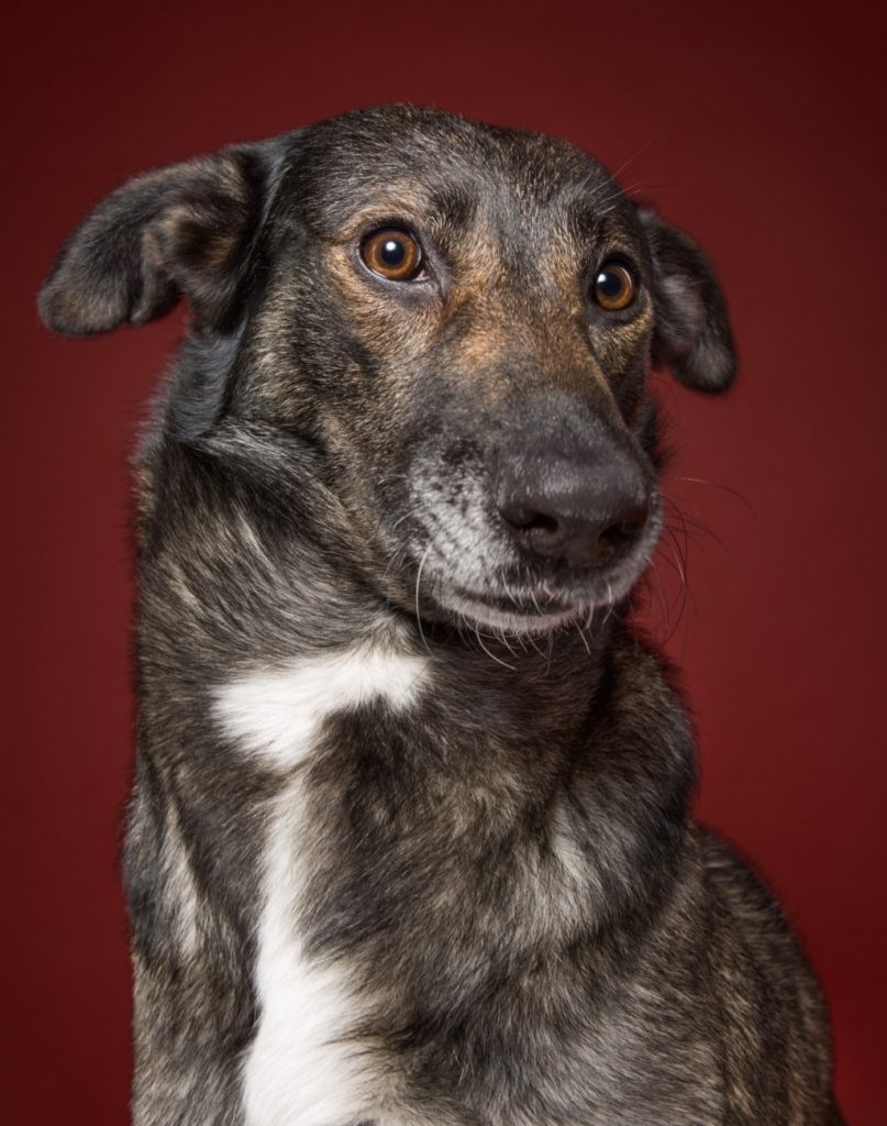 собачья морда эмоции