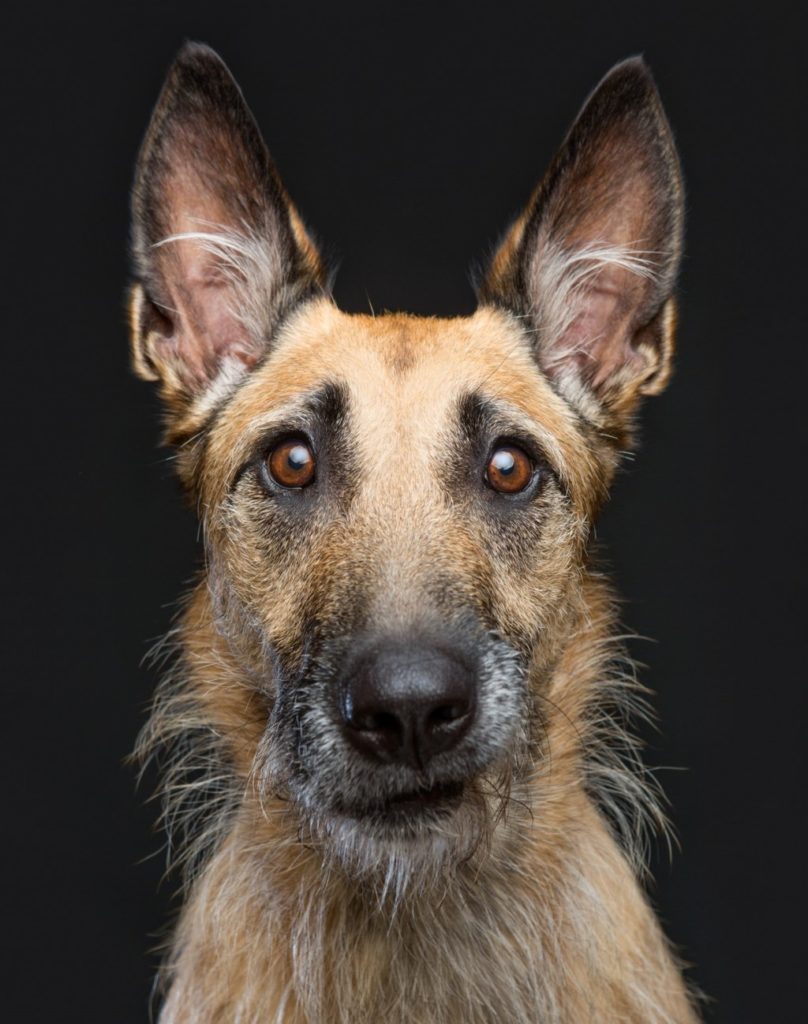 о чем думает собака