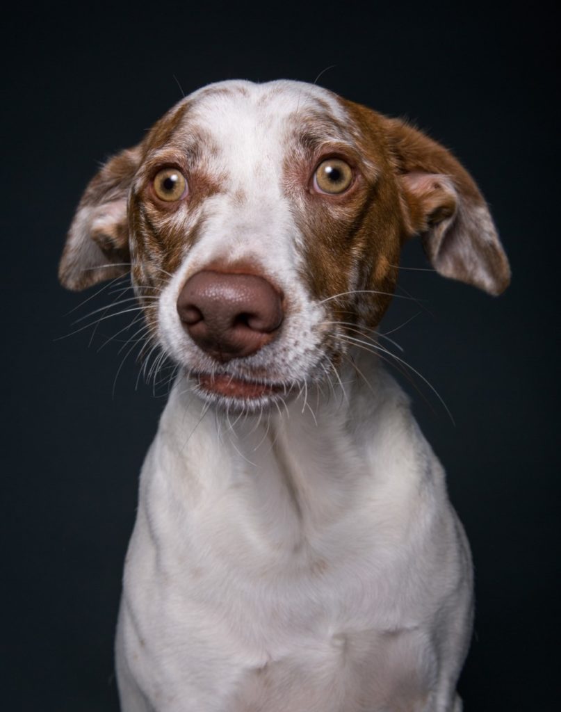 О ЧЁМ ДУМАЕТ ВАША СОБАКА? 30 Января 2017 16:00