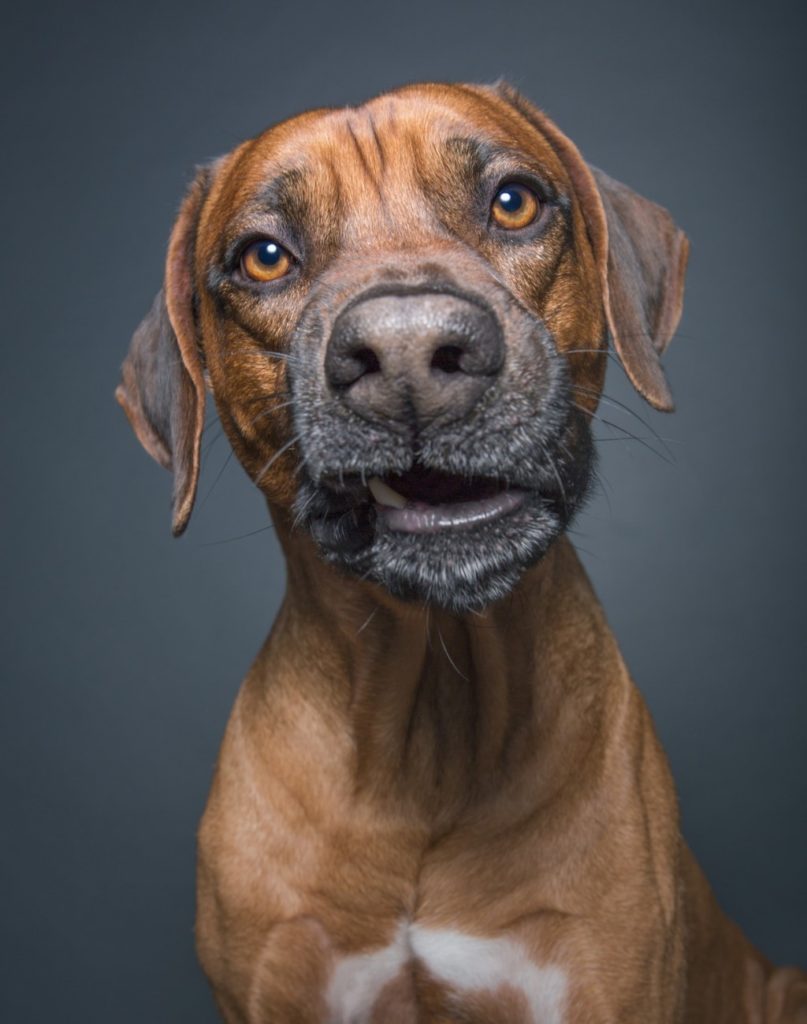 О ЧЁМ ДУМАЕТ ВАША СОБАКА? 30 Января 2017 16:00