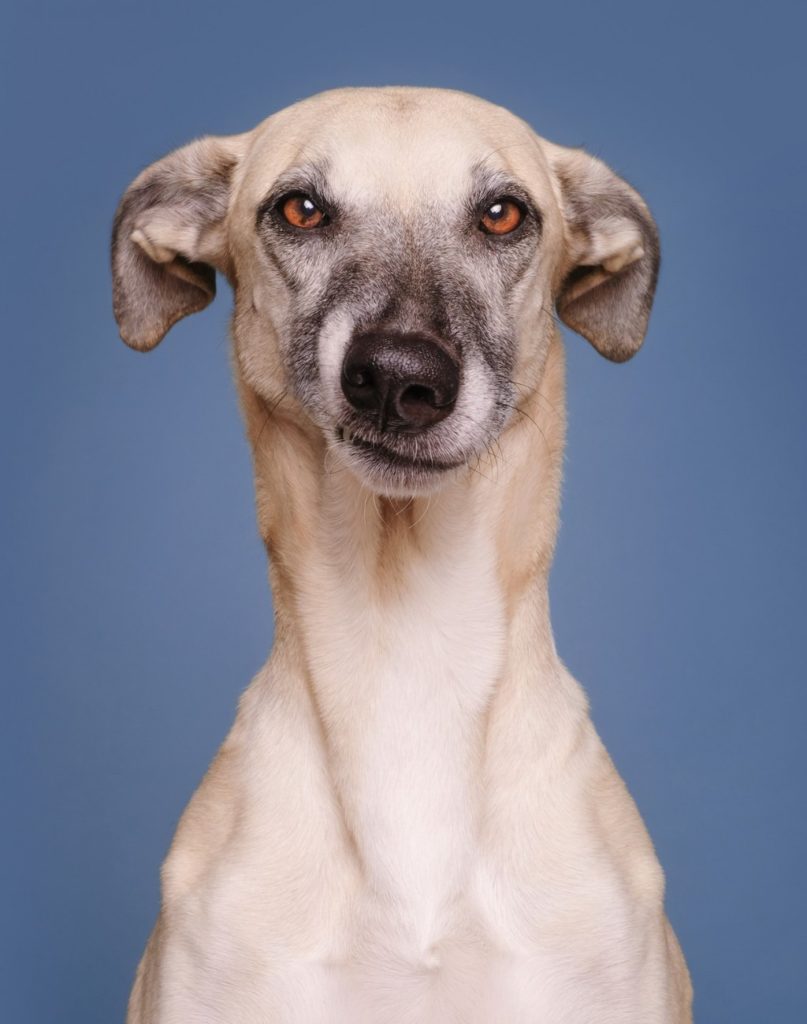 О ЧЁМ ДУМАЕТ ВАША СОБАКА? 30 Января 2017 16:00