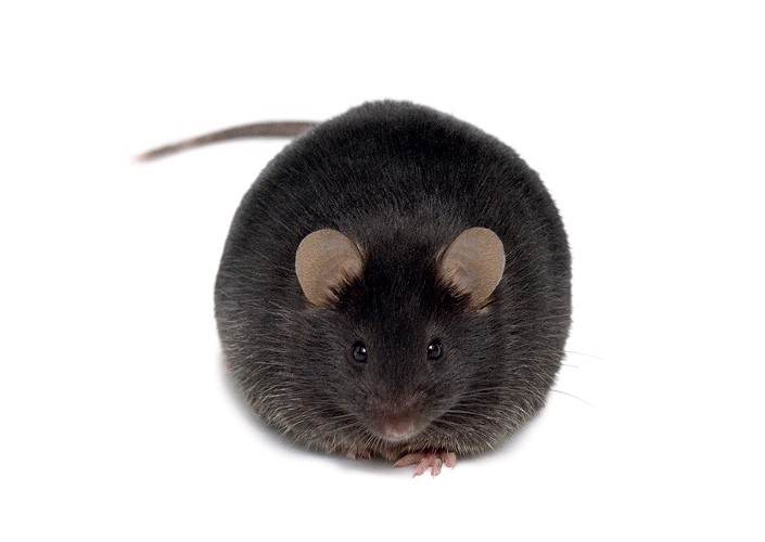 НЕОТЛОЖНЫЕ НУЖДЫ